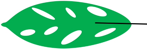 Файл:Leaf morphology Fenestrate.png