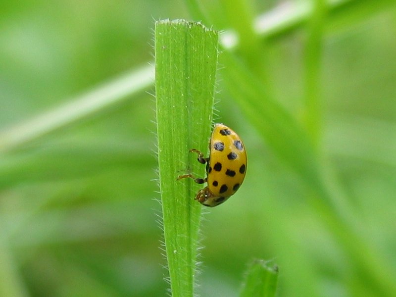 Файл:Psyllobora vigintiduopunctata seite.jpeg