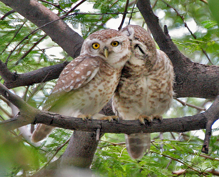 Файл:Spotted Owlet (Athene brama)- Pair in Foreplay at Bharatpur I IMG 5472.jpg
