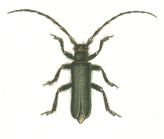 Файл:Stenostola ferrea.jpg