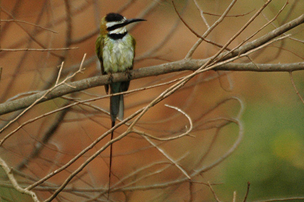 Файл:White throated bee-eater.jpg