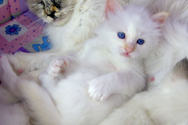 Файл:Birman cat with kitten.jpg