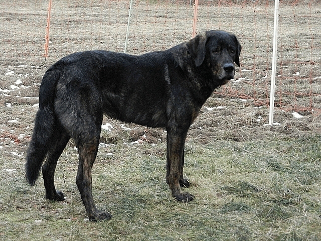 Файл:Cao de Castro Laboreiro Ruede.jpg