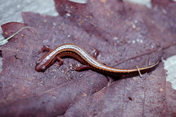 Файл:Eurycea cirrigera USGS.jpg