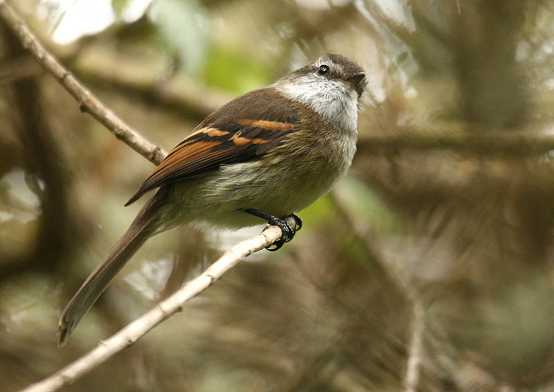 Файл:Mecocerculus leucophrys -Ecuador-8.jpg