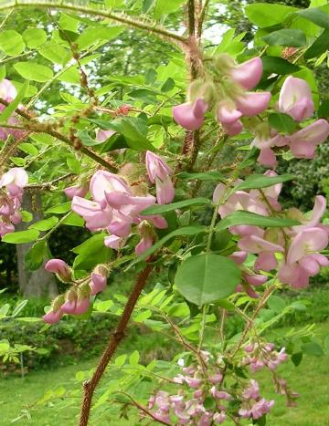 Файл:Robinia-hispida1.jpg