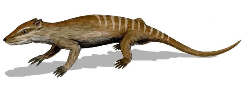 Файл:Yanoconodon BW 2.jpg