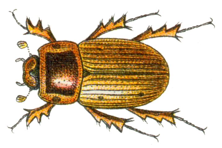 Файл:Aphodius sordidus.png
