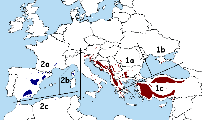 Файл:Pinus nigra map.png