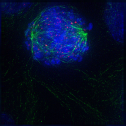 Файл:Prometaphase.jpg