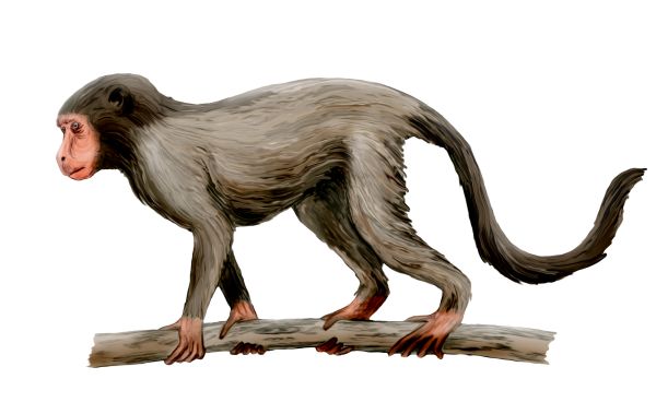 Файл:Aegyptopithecus NT.jpg