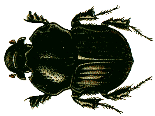 Файл:Bubas bubalus Jacobson 2.png