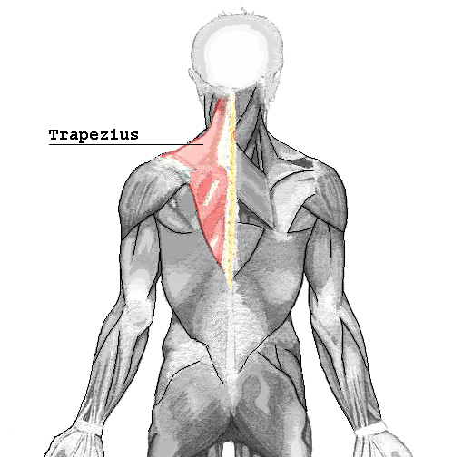 Файл:Trapezius.png
