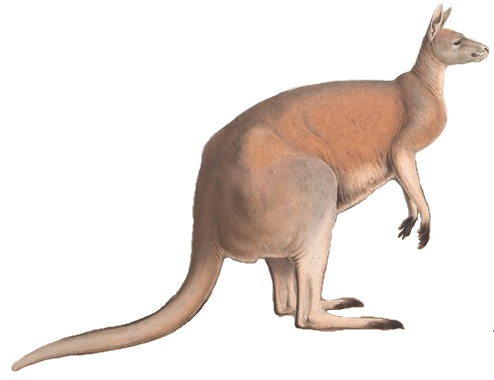 Файл:A monograph of the Macropodidæ, or family of kangaroos (9398404841) white background.jpg