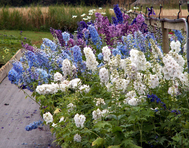 Файл:Delphinium magic fountain.jpg