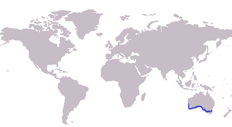 Файл:Sillaginodes punctatus Distribution map.png