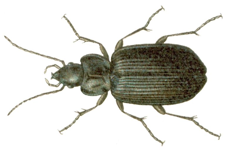 Файл:Agonum versutum.jpg