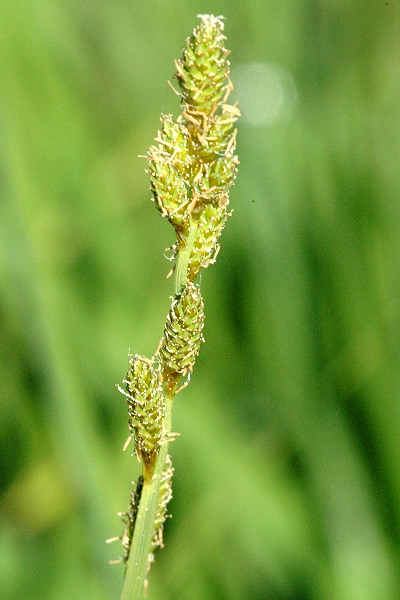 Файл:Carex.curta.-.lindsey.jpg