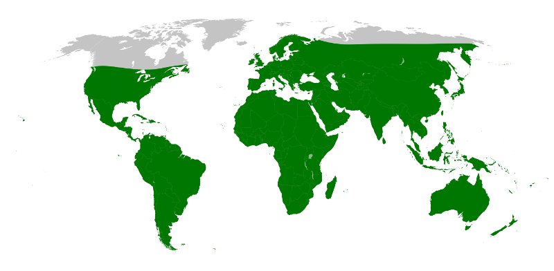 Файл:Distribution.pholcidae.1.png
