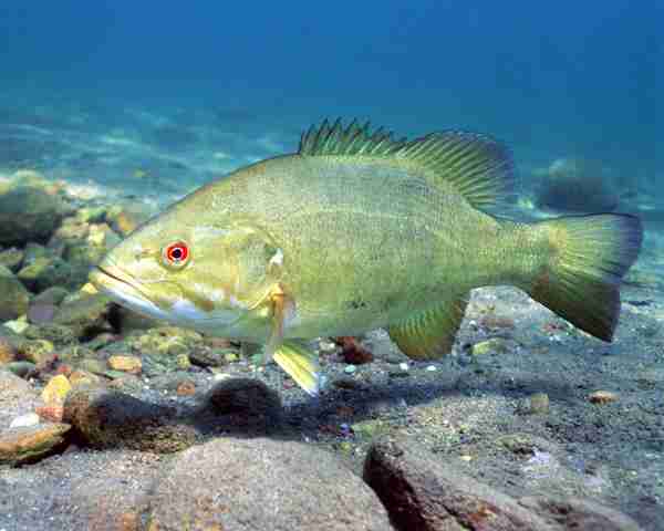 Файл:Micropterus dolomieu.jpg