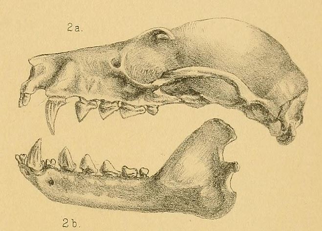 Файл:Pteropus admiralitatum.jpg