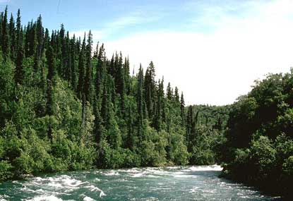 Файл:Alagnak River Rapids.jpg