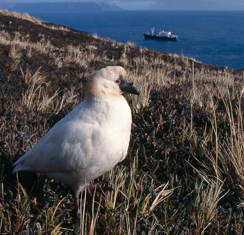 Файл:Black-faced Sheathbill.jpg