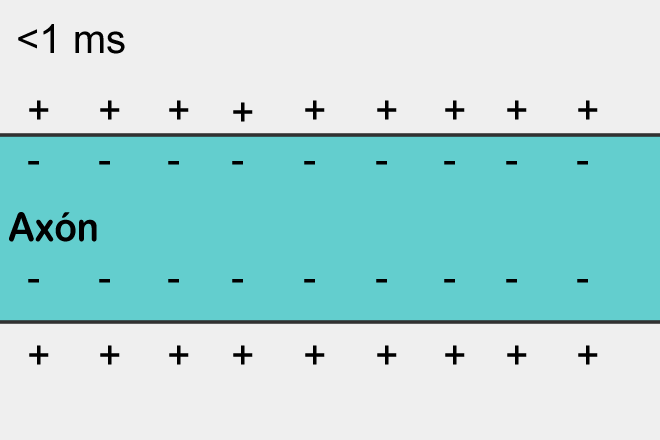 Файл:Cellmembranion.gif