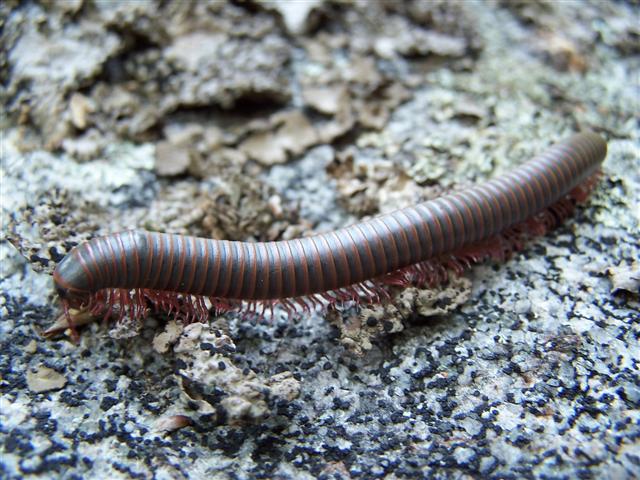 Файл:NarceusAmericanusMillipede.jpg