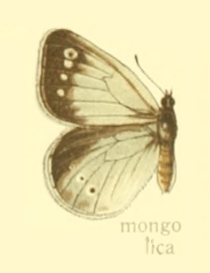 Файл:Coenonympha mongolica - Seitz.jpg