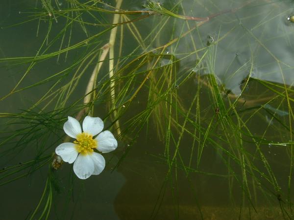 Файл:Ranunculus fluitans.jpg