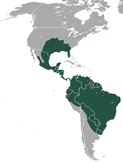 Файл:Common Long-nosed Armadillo area.png