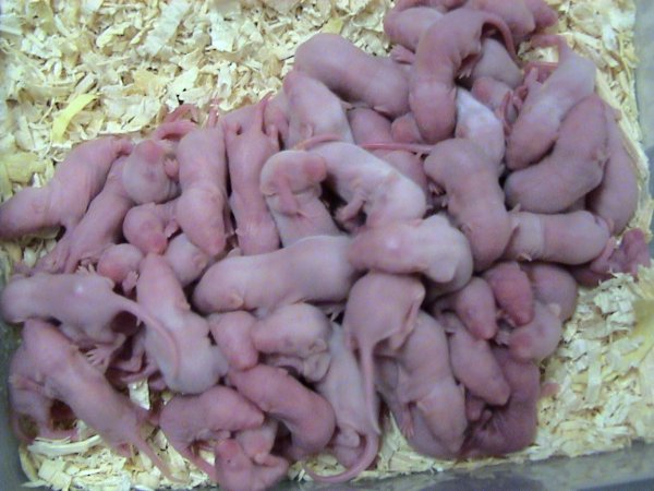 Файл:Feeder mice.jpg
