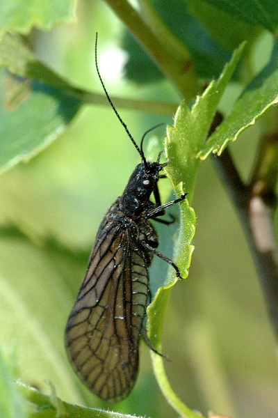 Файл:Sialis.lutaria.jpg