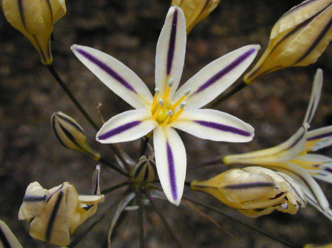 Файл:Triteleia hendersonii var hendersonii.jpeg