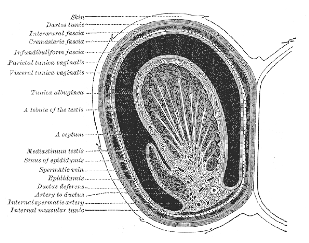Файл:Transversetestis.png