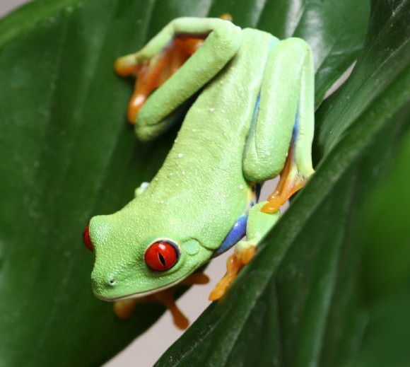 Файл:Agalychnis.jpg