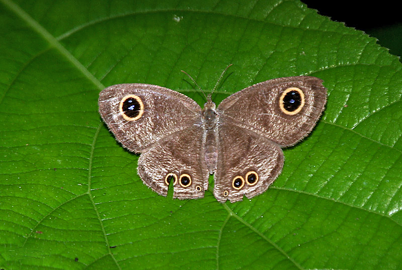 Файл:Common Five-ring (Ypthima baldus) I IMG 9495.jpg
