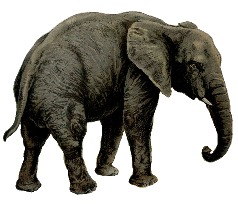 Файл:Elephant white background.png