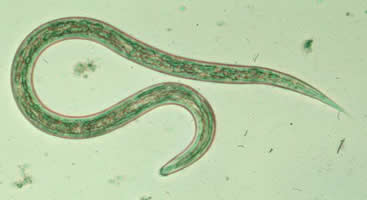 Файл:Hookworm larvaG.jpg
