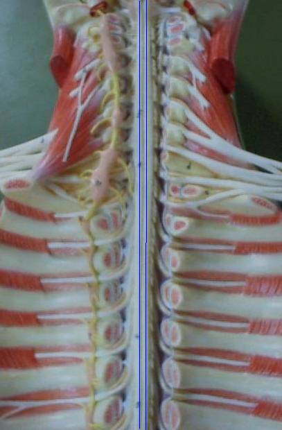 Файл:Medula.jpg