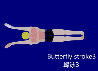Файл:Butterfly stroke3.gif