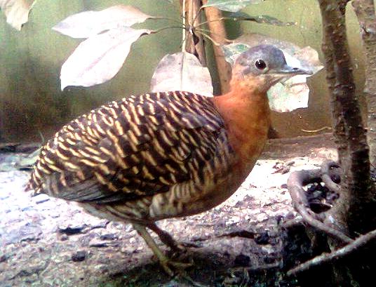 Файл:Crypturellus variegatus1.jpg
