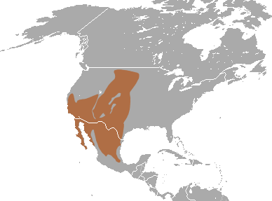 Файл:Desert Cottontail area.png