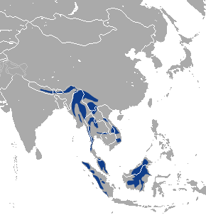 Файл:Marbled Cat area.png