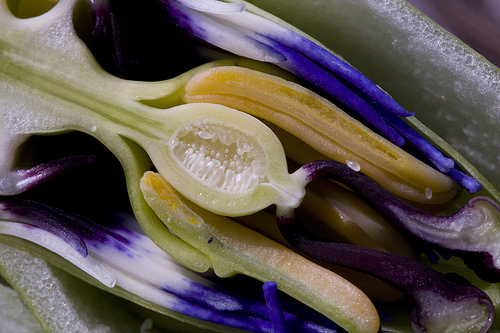 Файл:Passiflora-x-section.jpg