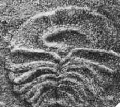 Файл:Photo of "Archaeaspinus fedonkini" fossil Ivantsov 2007.png