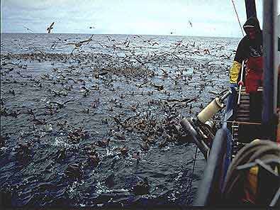 Файл:Seabirds longlinersm.jpg