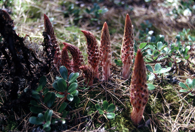 Файл:Allotropavirgata.jpg
