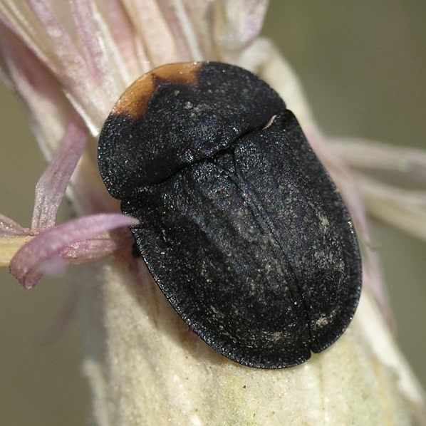 Файл:Cassida atrata.jpg